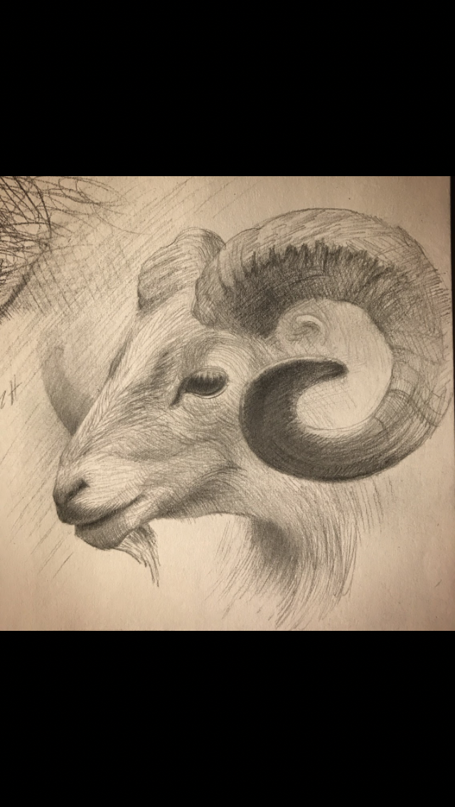 Big Horn Sheep Sketch