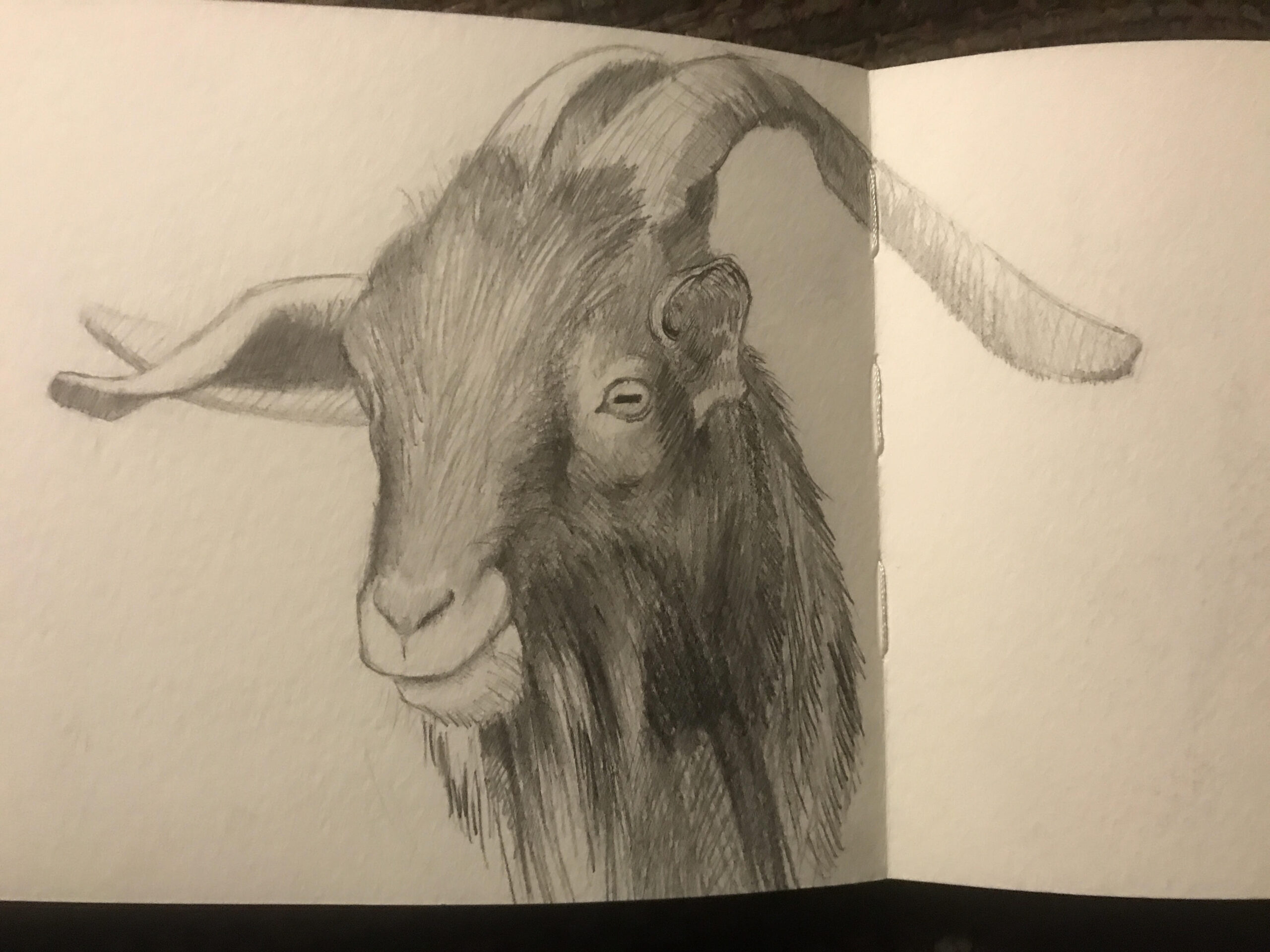 Goat Study on the Ranch